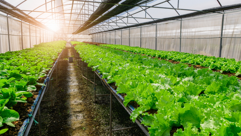 Legge italiana sull’agricoltura biologica (Legge sul biologico) 